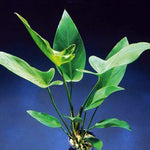 ANUBIAS HASTIFOLIA LOOSE