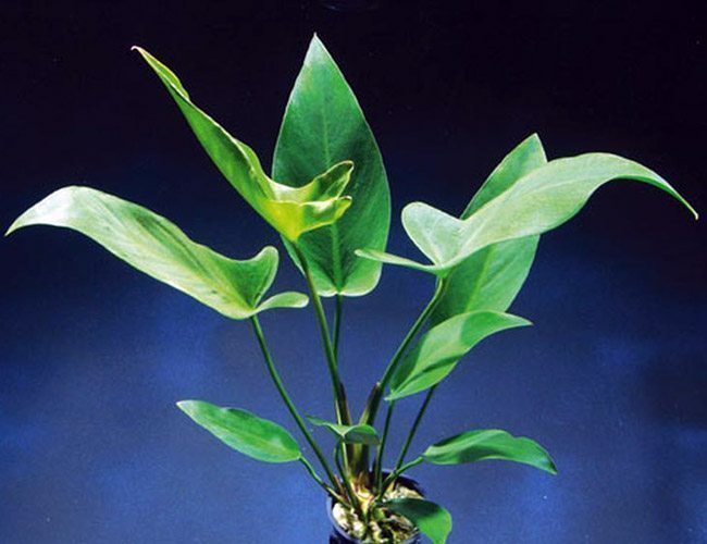 ANUBIAS HASTIFOLIA LOOSE