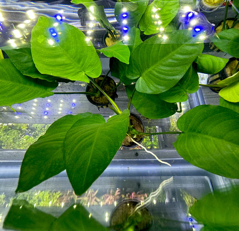 ANUBIAS BARTERI BROAD LEAD LOOSE LARGE