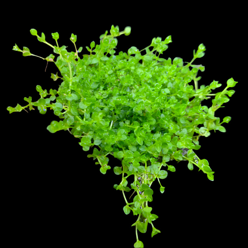 MICRANTHEMUM MICRANTHEMOIDES (PEARL WEED)