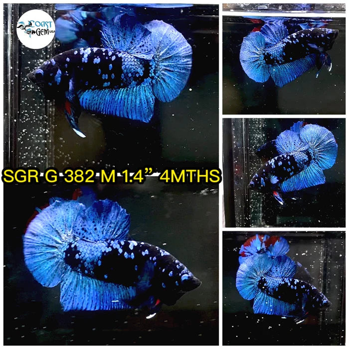 Premium Plakat Male Betta Avatar (CBM-1068) BUY 4 GET 1 FREE! MIX & MATCH