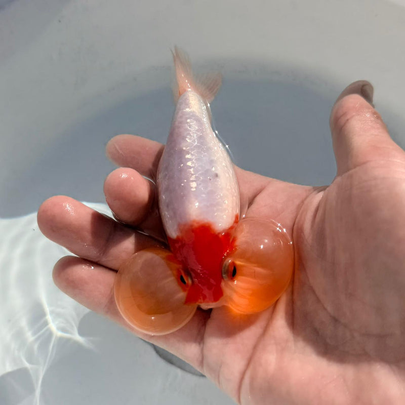 (KP-253) Sakura Bubble Eye 3'' GT001