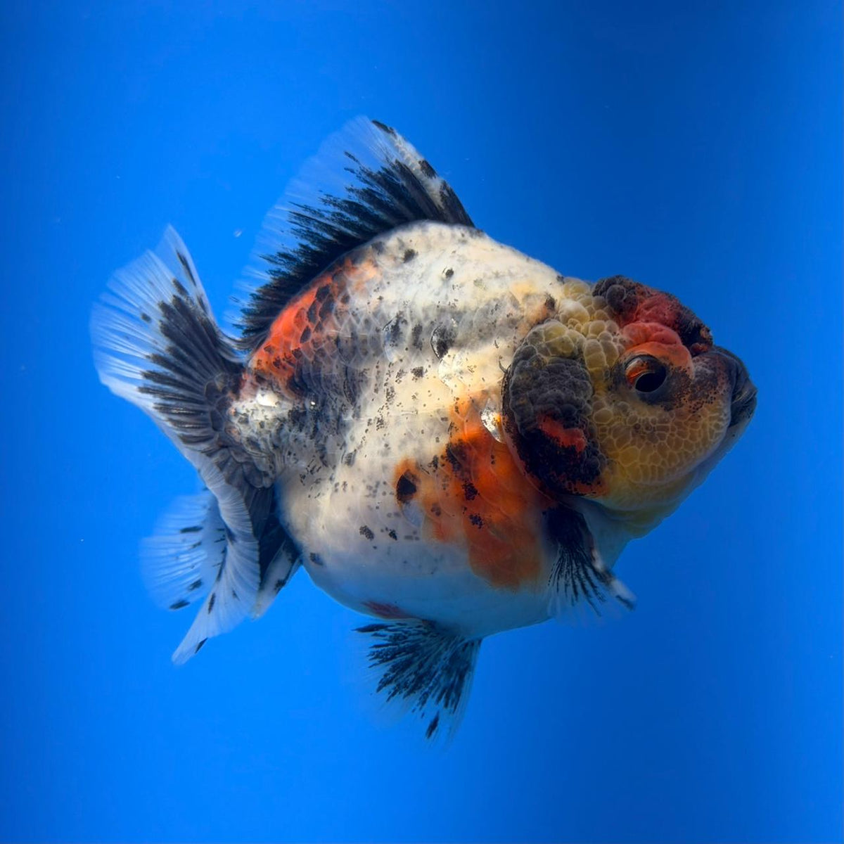 (KP-257) SHOGUN 2.5'' Calico Oranda (TUB15)