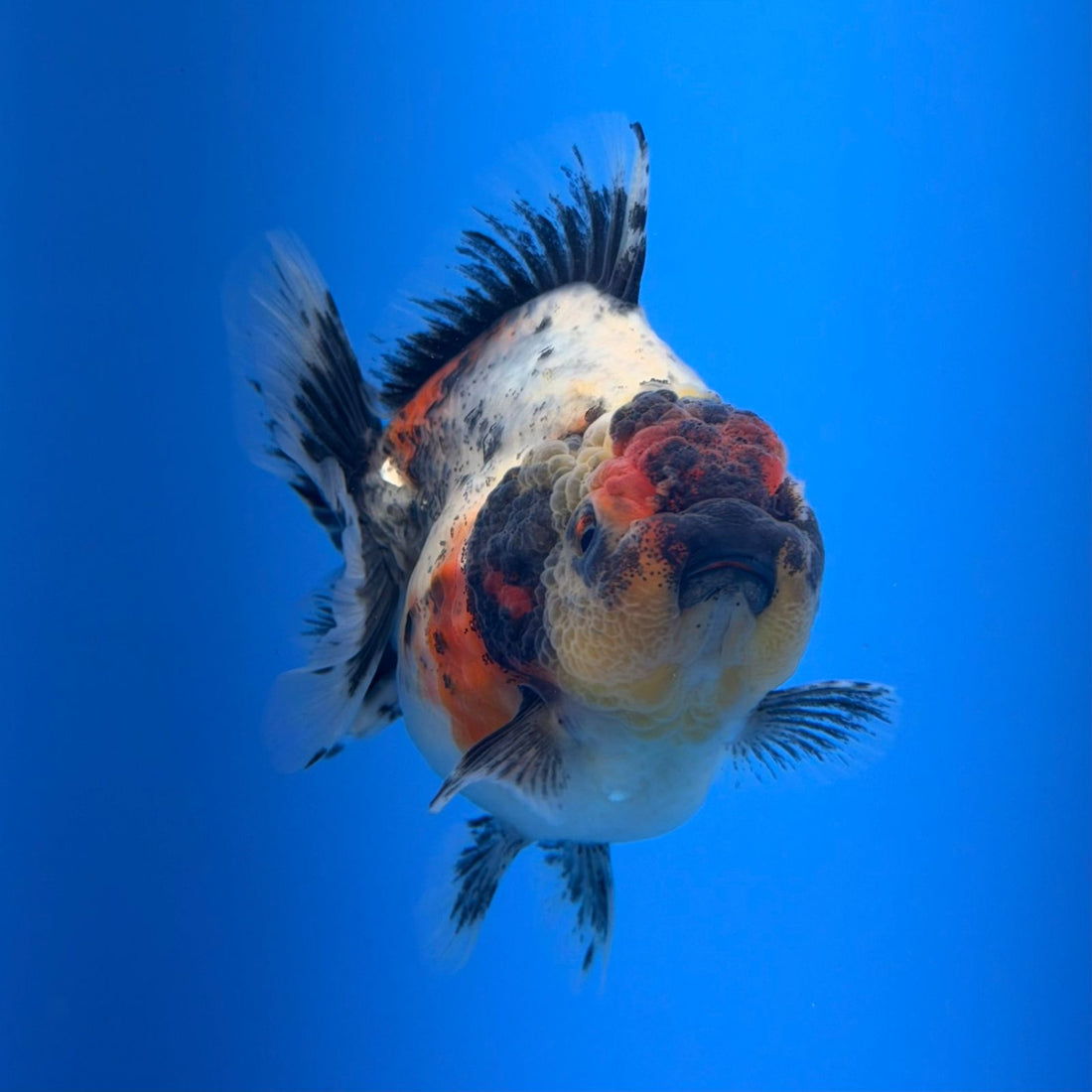 (KP-257) SHOGUN 2.5'' Calico Oranda (TUB15)