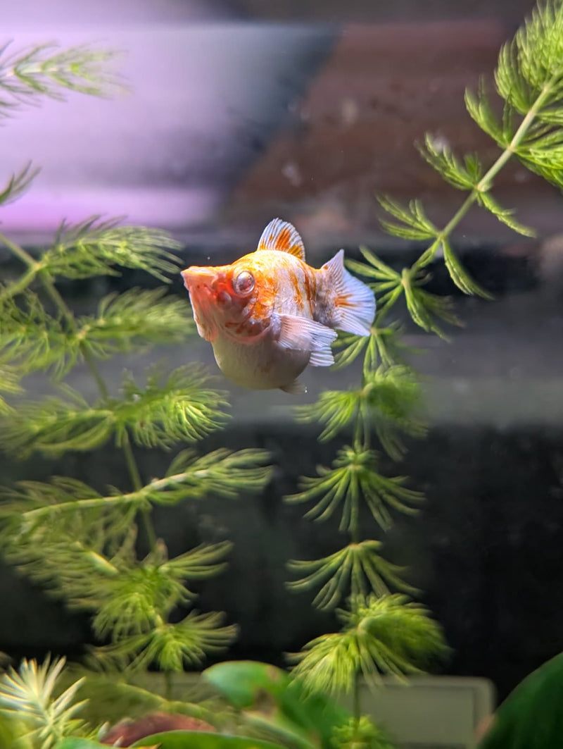 High Grade Golden Horse Balloon Molly (Poecilia sphenops)