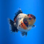 (KP-257) SHOGUN 2.5'' Calico Oranda (TUB15)