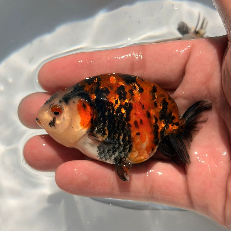 AA Calico Dragon Head Thai Ranchu 2.5'' OUR CHOICE (CGF-086)