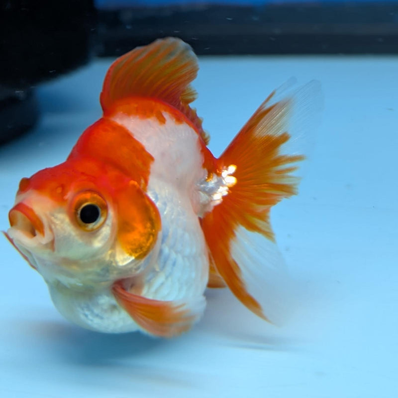 (KP-236) Red & White Thai Ryukin 2.5'' Female Show Quality R3B09