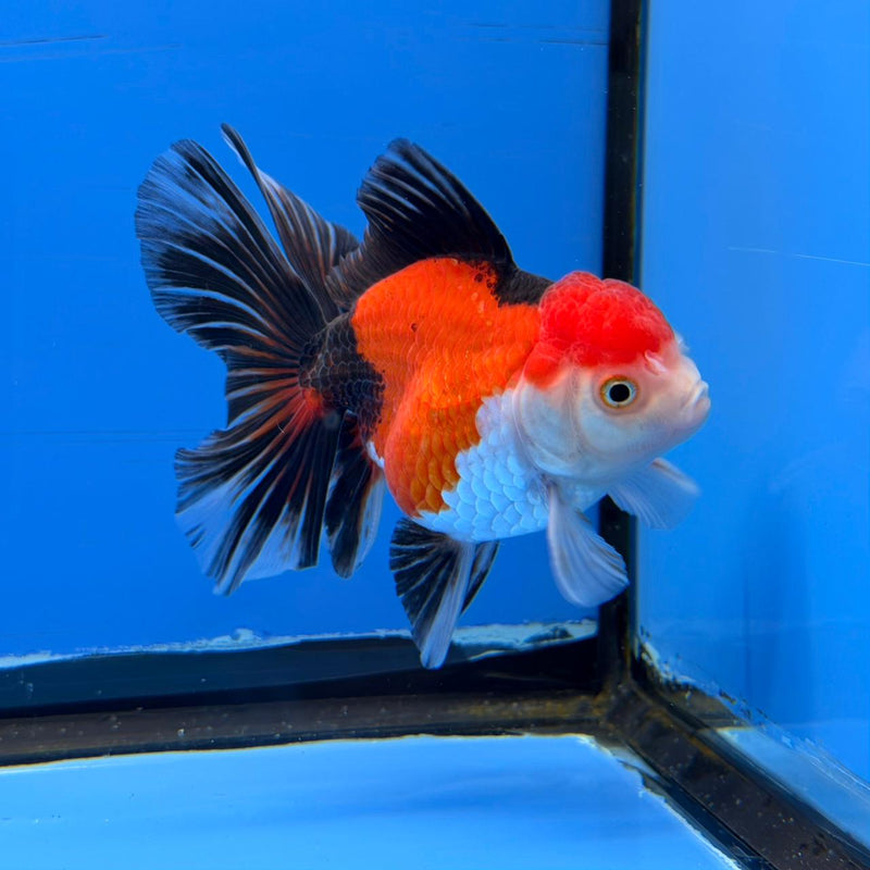 (KP-250) Tri Color Oranda Medium Breed Butterfly Tail 3'' Male R3B11