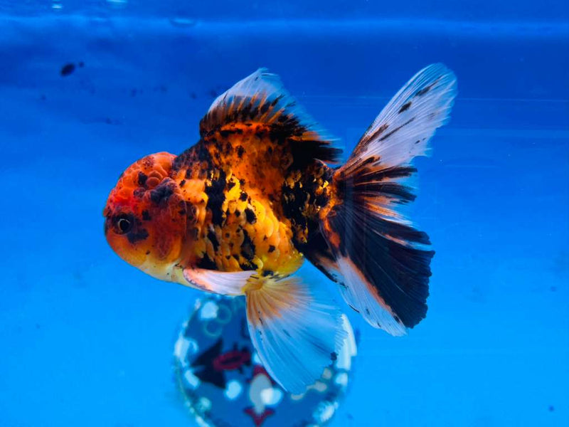 (KP-219) Thai Fancy Tiger Calico Oranda 3'' Male R3B23