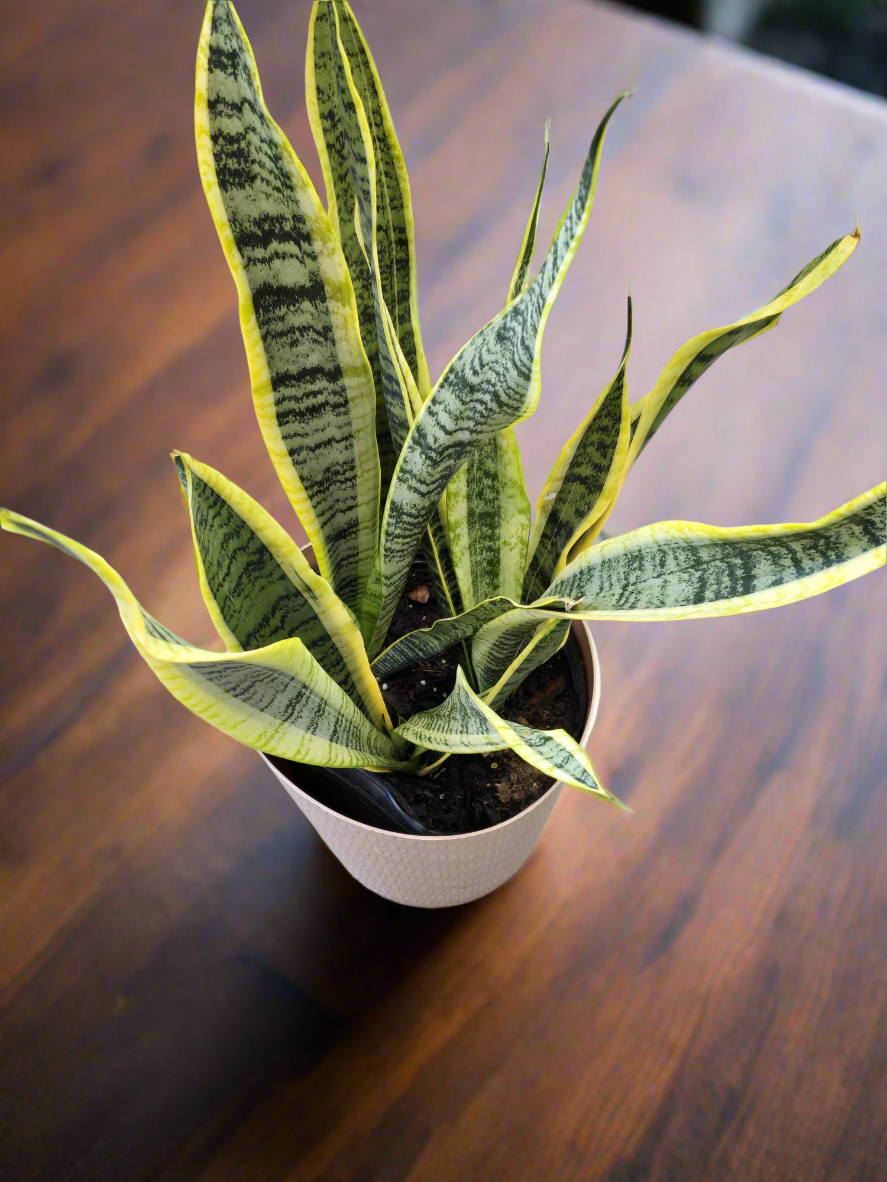 Dracaena trifasciata, also known as the snake plant in 8 inch pot