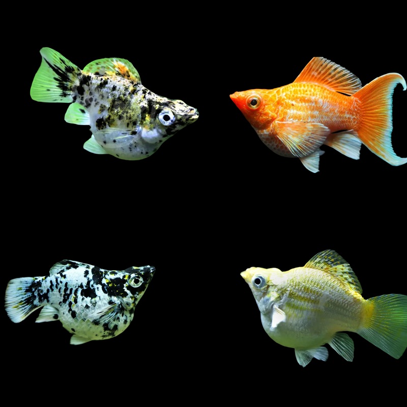 Fancy Premium Hifin Balloon Molly (Poecilia sphenops)