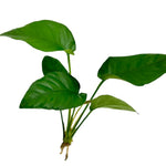 ANUBIAS BARTERI STRIPED POT