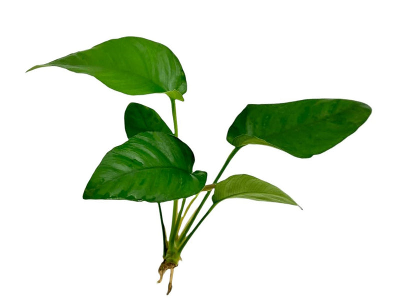 ANUBIAS BARTERI STRIPED POT