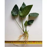 ANUBIAS BARTERI STRIPED POT