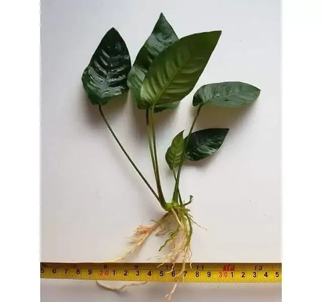 ANUBIAS BARTERI STRIPED POT