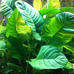 ANUBIAS BARTERI VAR BARTERI LARGE LOOSE