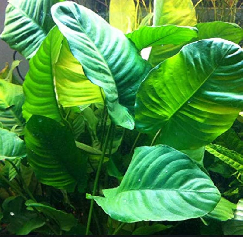 ANUBIAS BARTERI VAR BARTERI LARGE LOOSE