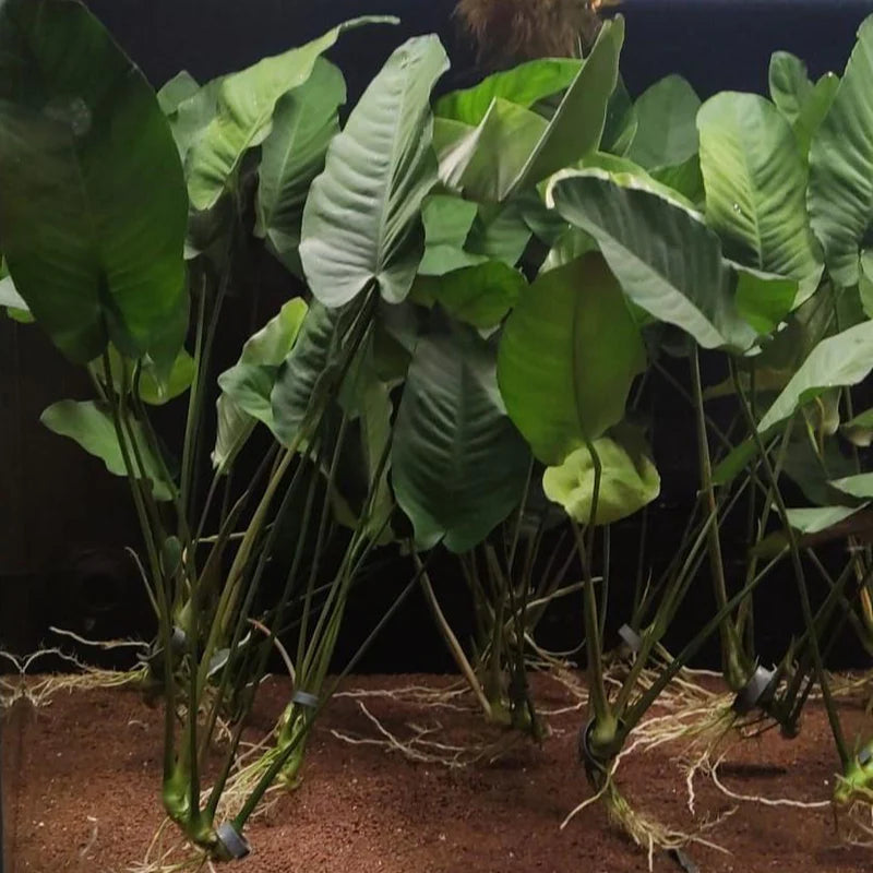 ANUBIAS BARTERI VAR BARTERI LARGE LOOSE