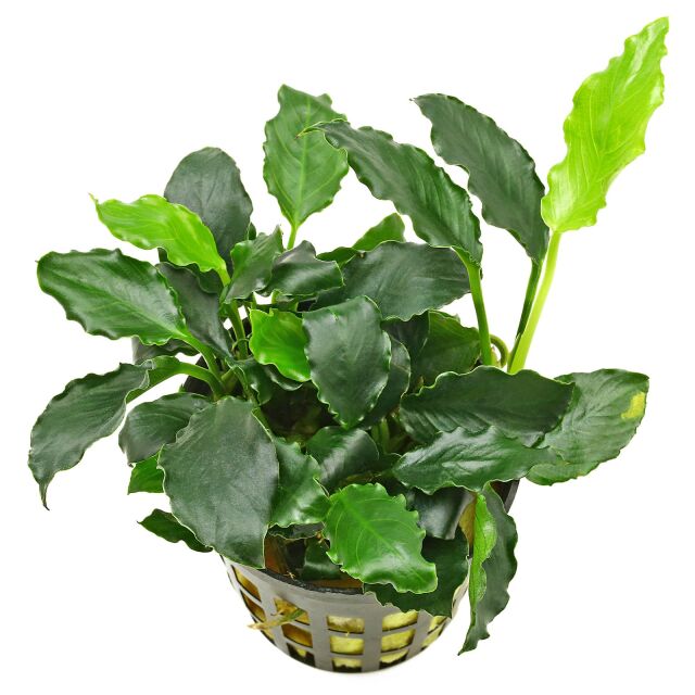 ANUBIAS BARTERI VAR NANA LONG WAVY POT
