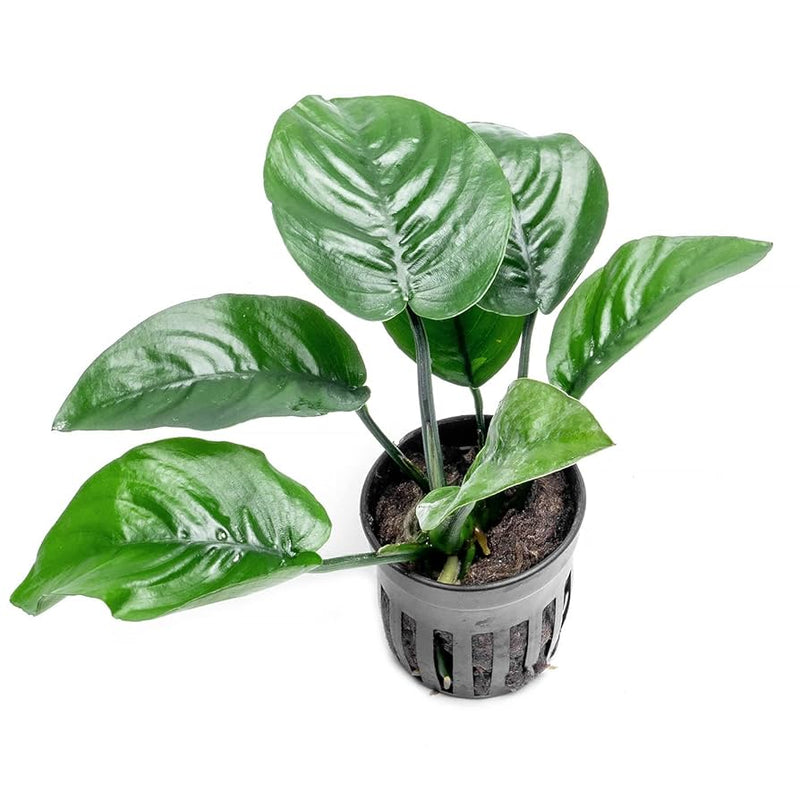 ANUBIAS BARTERI BUTTERFLY POT