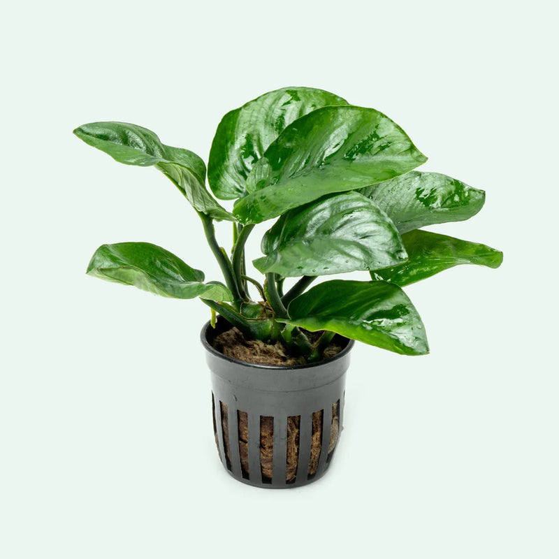 ANUBIAS BARTERI BUTTERFLY POT