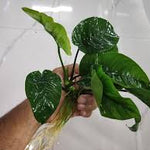 ANUBIAS BARTERI BUTTERFLY POT