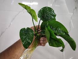 ANUBIAS BARTERI BUTTERFLY POT