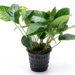 ANUBIAS BARTERI STRIPED POT
