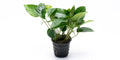 ANUBIAS BARTERI STRIPED POT