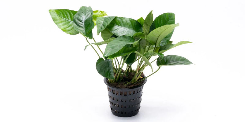 ANUBIAS BARTERI STRIPED POT