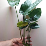 ANUBIAS BARTERI VAR BARTERI LARGE LOOSE