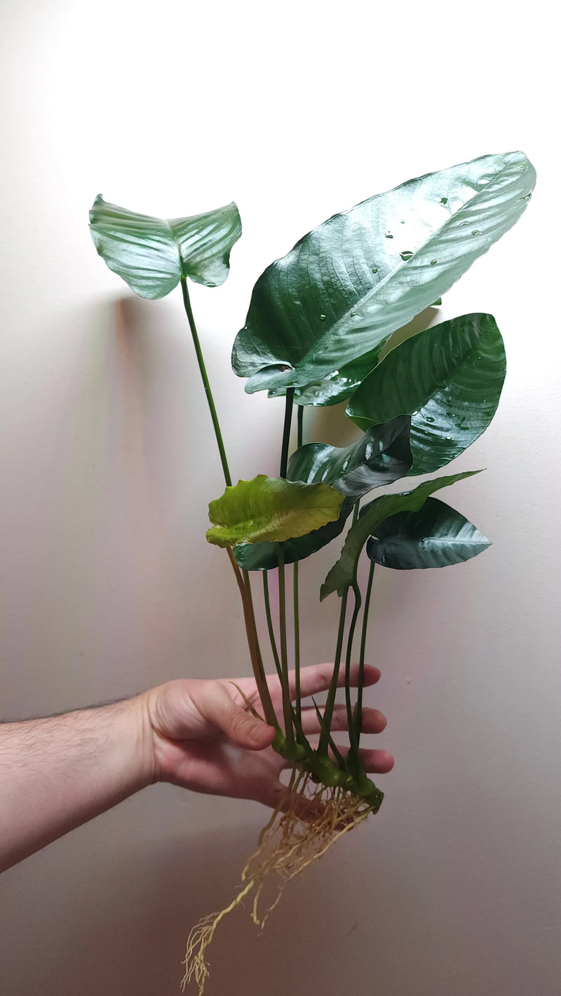 ANUBIAS BARTERI VAR BARTERI LARGE LOOSE