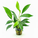 ANUBIAS BARTERI VAR GLABRA POT