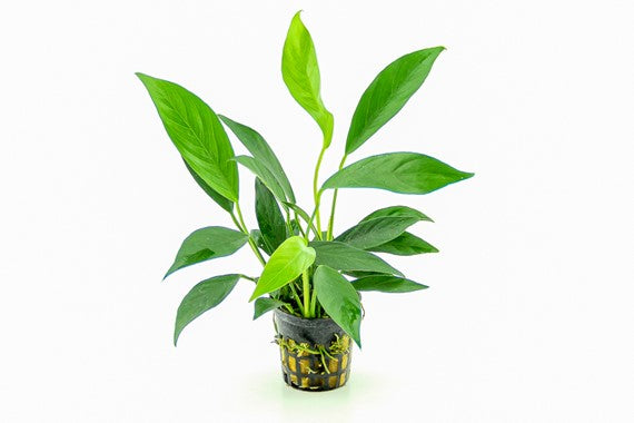 ANUBIAS BARTERI VAR GLABRA POT