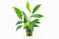 ANUBIAS BARTERI VAR GLABRA POT