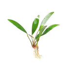ANUBIAS BARTERI VAR GLABRA POT