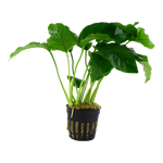 ANUBIAS BARTERI VAR NANA TALL POT