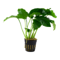 ANUBIAS BARTERI VAR NANA TALL POT