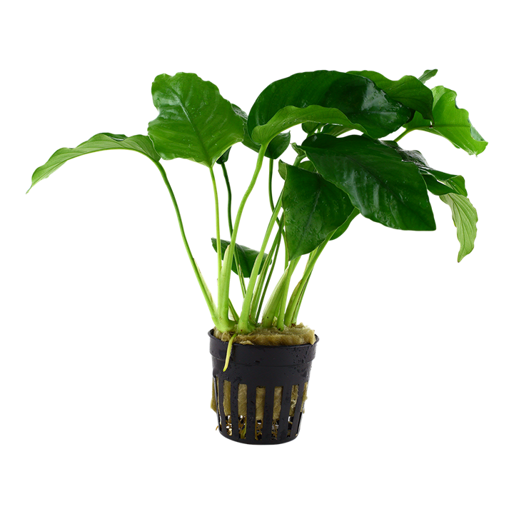 ANUBIAS BARTERI VAR NANA TALL POT
