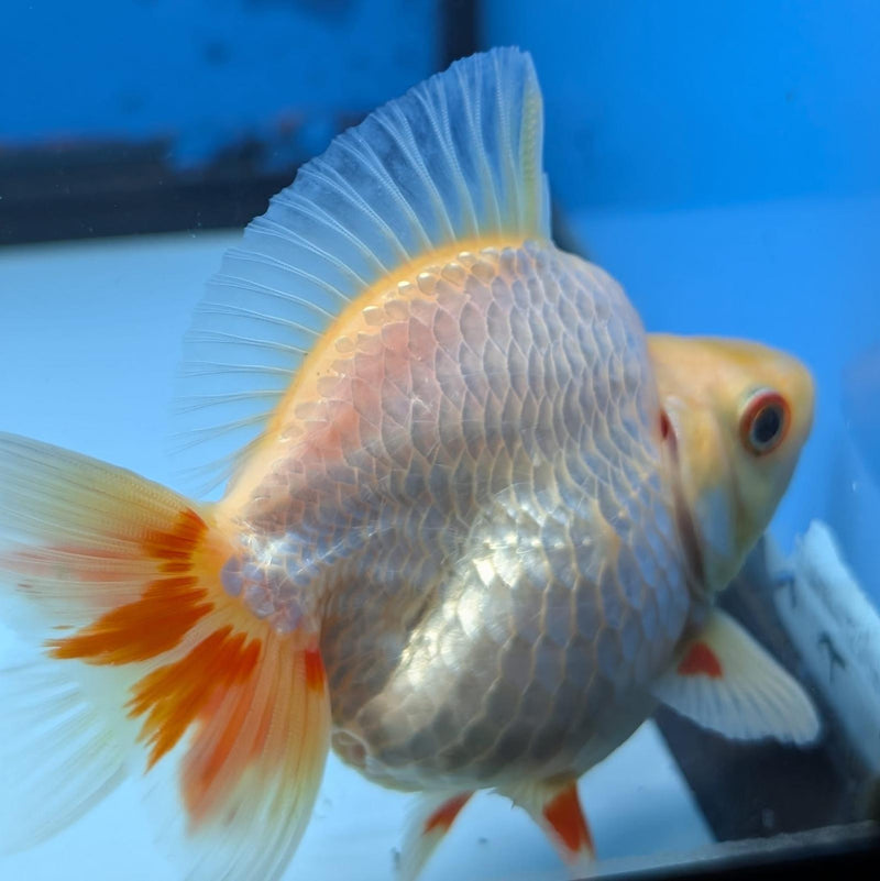 (KP-234) Red & White Thai Ryukin 2.5''  Female Show Quality R3B09
