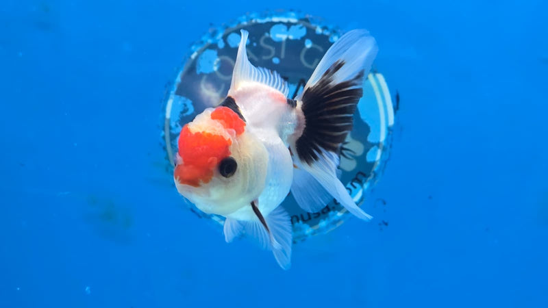 Thai Tri Color Orchid Tail Medium Breed Female 2.50 inch Body (NNN-3004)R3B18