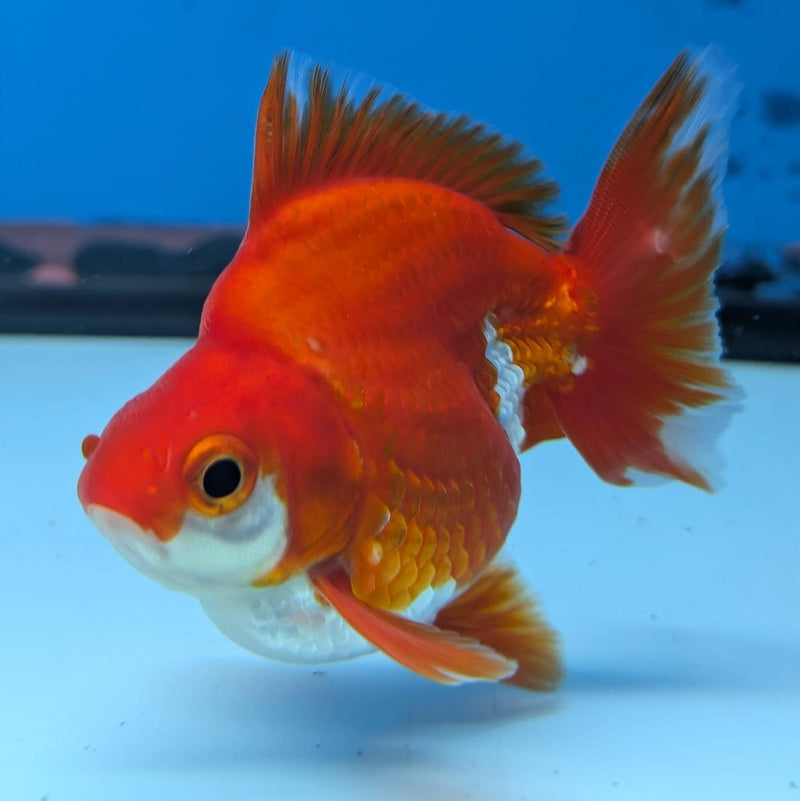 (KP-241) Red & White Thai Ryukin 2.5'' Male Show Quality R3B15