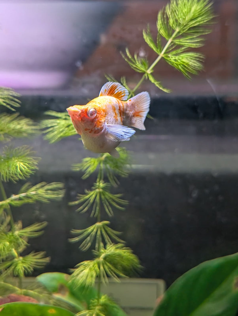 High Grade Golden Horse Balloon Molly (Poecilia sphenops)