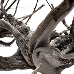 Black Forest Spiderwood