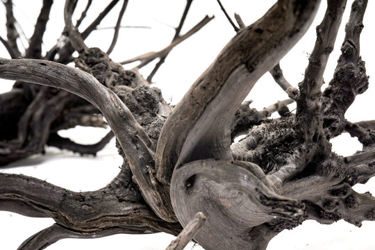 Black Forest Spiderwood
