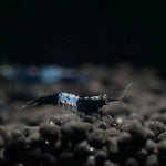 Live Freshwater Aquarium Fancy Shrimp Black Rili High Quality 10/$30, 20/$50 (Neocaridina sp.)(FS-006)