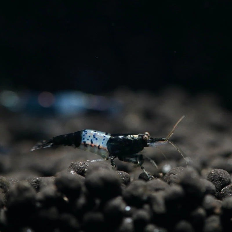 Live Freshwater Aquarium Fancy Shrimp Black Rili High Quality 10/$30, 20/$50 (Neocaridina sp.)(FS-006)
