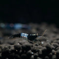 Live Freshwater Aquarium Fancy Shrimp Black Rili High Quality 10/$30, 20/$50 (Neocaridina sp.)(FS-006)
