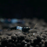 Live Freshwater Aquarium Fancy Shrimp Black Rili High Quality 10/$30, 20/$50 (Neocaridina sp.)(FS-006)